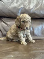 Rusty, a male Miniature Goldendoodle for sale in Ionia, IA – 3 of 5