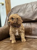Dolly, a female Miniature Goldendoodle for sale in Ionia, IA – Photo 4 of 8