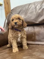 Dolly, a female Miniature Goldendoodle for sale in Ionia, IA – Photo 7 of 8