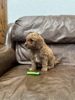 Dolly, a female Miniature Goldendoodle for sale in Ionia, IA – Photo 6 of 8