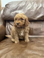 Dolly, a female Miniature Goldendoodle for sale in Ionia, IA – Photo 5 of 8