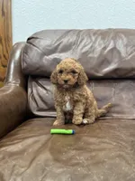 Dolly, a female Miniature Goldendoodle for sale in Ionia, IA – Photo 2 of 8