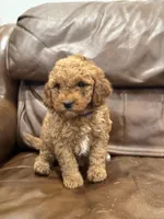 Dolly, a female Miniature Goldendoodle for sale in Ionia, IA – Photo 3 of 8