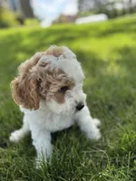 Pansy, a female Cavapoo for sale in Ionia, IA – 4 of 5