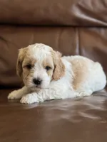 Prince, a male Cavapoo for sale in Ionia, IA – 4 of 7