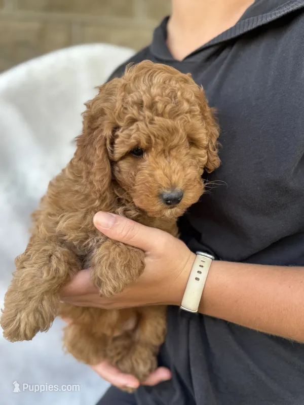 Rebel – Miniature Goldendoodle puppy for sale in Ionia, IA