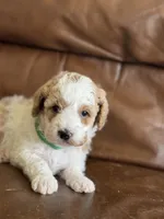 Pansy, a female Cavapoo for sale in Ionia, IA – 3 of 5