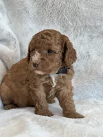 Ruby, a female Miniature Goldendoodle for sale in Ionia, IA – 7 of 7