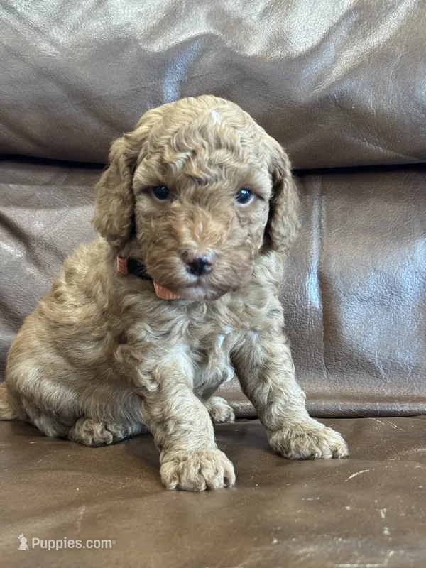 Rusty – Miniature Goldendoodle puppy for sale in Ionia, IA
