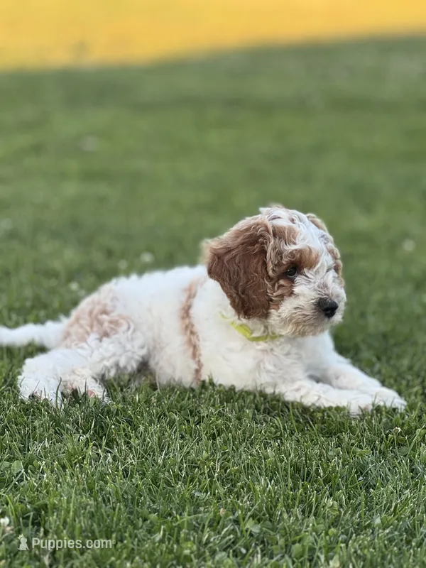 Paul – Cavapoo puppy for sale in Ionia, IA