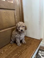 Abe, a male Miniature Goldendoodle for sale in Ionia, IA – Photo 5 of 5