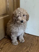 Abe, a male Miniature Goldendoodle for sale in Ionia, IA – Photo 2 of 5