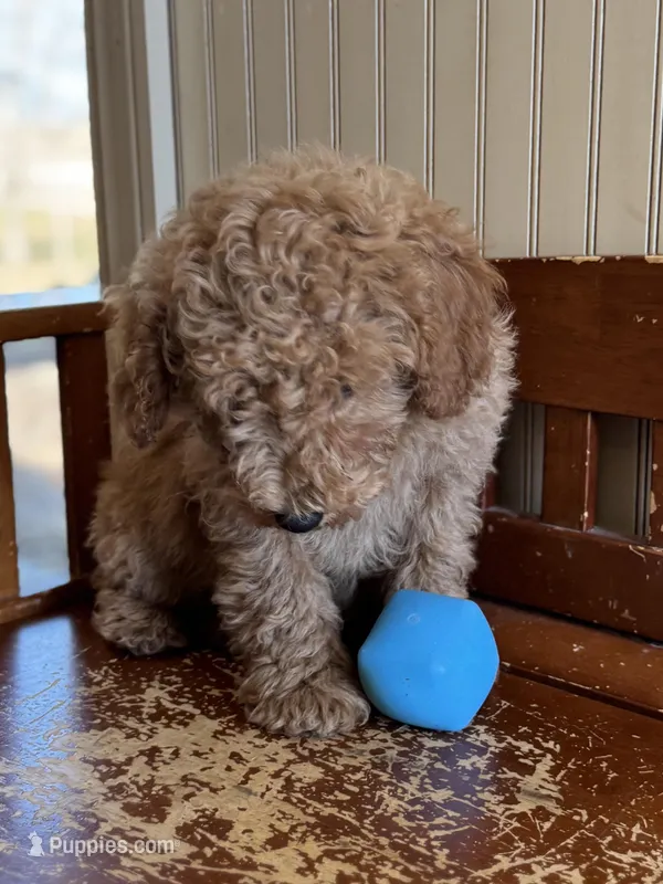 Abe – Miniature Goldendoodle puppy on hold in Ionia, IA