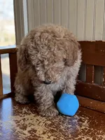 Abe, a male Miniature Goldendoodle for sale in Ionia, IA – Photo 1 of 5