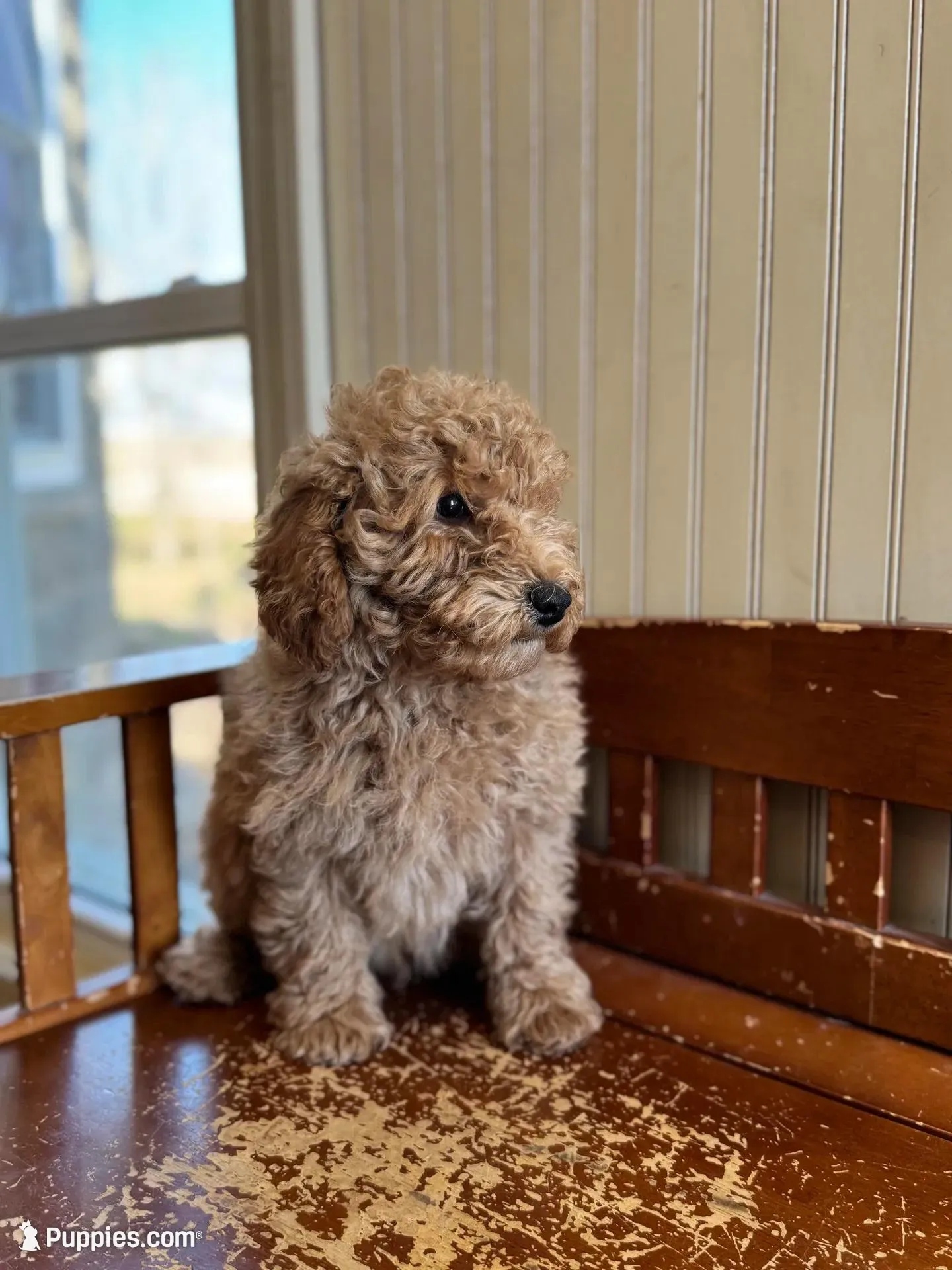 Abe, a male Miniature Goldendoodle for sale in Ionia, IA – Photo 3 of 5