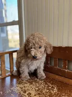 Abe, a male Miniature Goldendoodle for sale in Ionia, IA – Photo 4 of 5