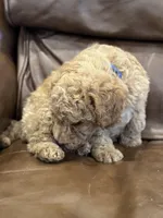 Abe, a male Miniature Goldendoodle for sale in Ionia, IA – Photo 2 of 5