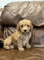 Abe, a male Miniature Goldendoodle for sale in Ionia, IA – Photo 4 of 5