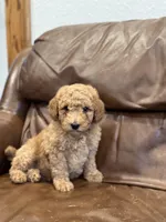 Abe, a male Miniature Goldendoodle for sale in Ionia, IA – Photo 3 of 5