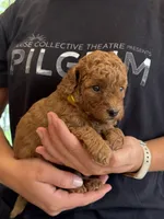 Roxy, a female Miniature Goldendoodle for sale in Ionia, IA – 2 of 5