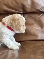 Prince, a male Cavapoo for sale in Ionia, IA – 7 of 7