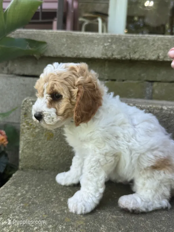 Parker – Cavapoo puppy for sale in Ionia, IA