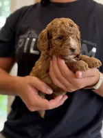 Ruby, a female Miniature Goldendoodle for sale in Ionia, IA – 3 of 7