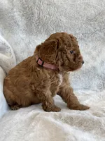 Ruby, a female Miniature Goldendoodle for sale in Ionia, IA – 4 of 7