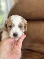 Paul, a male Cavapoo for sale in Ionia, IA – 3 of 5