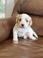 Patti, a female Cavapoo for sale in Ionia, IA – 2 of 6