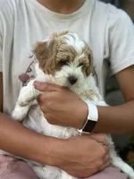 Peter , a male Cavapoo for sale in Ionia, IA – 5 of 5