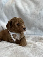 Rascal, a male Miniature Goldendoodle for sale in Ionia, IA – 4 of 7