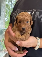 Roxy, a female Miniature Goldendoodle for sale in Ionia, IA – 1 of 5