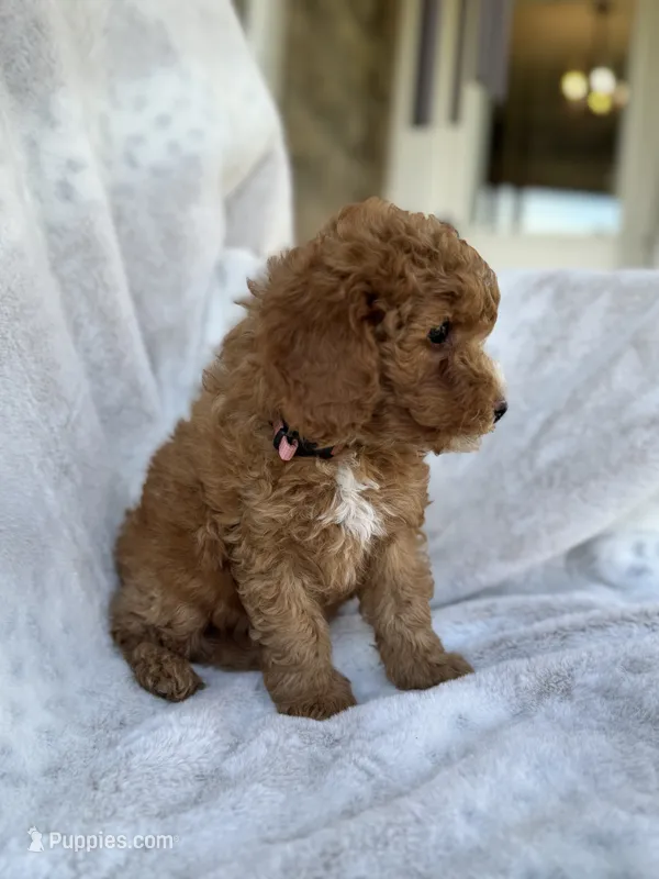 Ruby – Miniature Goldendoodle puppy for sale in Ionia, IA