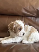 Paul, a male Cavapoo for sale in Ionia, IA – 5 of 5