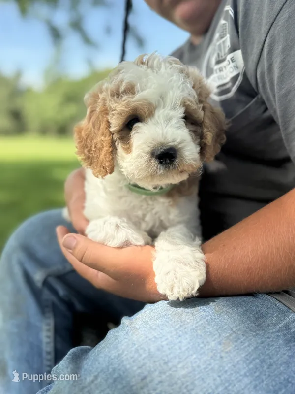 Pansy – Cavapoo puppy for sale in Ionia, IA