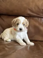 Peter , a male Cavapoo for sale in Ionia, IA – 3 of 5