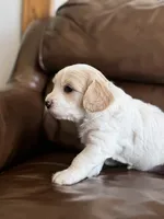 Patti, a female Cavapoo for sale in Ionia, IA – 5 of 6