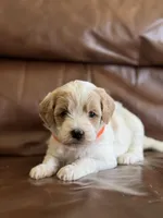 Peter , a male Cavapoo for sale in Ionia, IA – 4 of 5