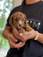 Ruby, a female Miniature Goldendoodle for sale in Ionia, IA – 2 of 7