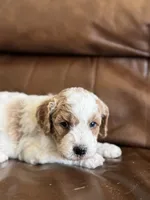 Paul, a male Cavapoo for sale in Ionia, IA – 2 of 5