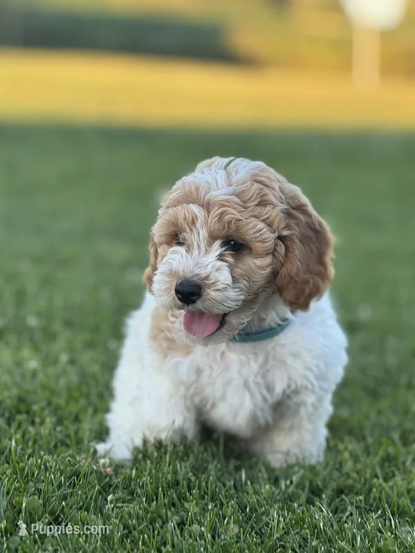 Parker – Cavapoo puppy for sale in Ionia, IA