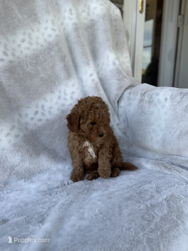 Riddle – Miniature Goldendoodle puppy for sale in Ionia, IA