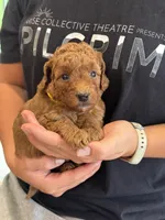 Roxy, a female Miniature Goldendoodle for sale in Ionia, IA – 3 of 5
