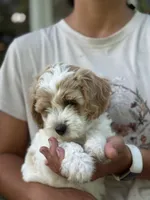 Peter , a male Cavapoo for sale in Ionia, IA – 2 of 5