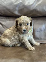 Riddle, a male Miniature Goldendoodle for sale in Ionia, IA – 5 of 5