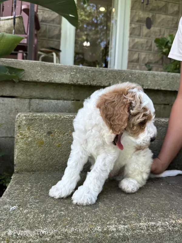 Paul – Cavapoo puppy for sale in Ionia, IA