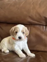 Peter , a male Cavapoo for sale in Ionia, IA – 2 of 5