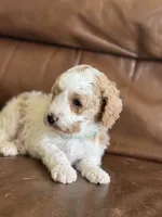 Pansy, a female Cavapoo for sale in Ionia, IA – 2 of 5