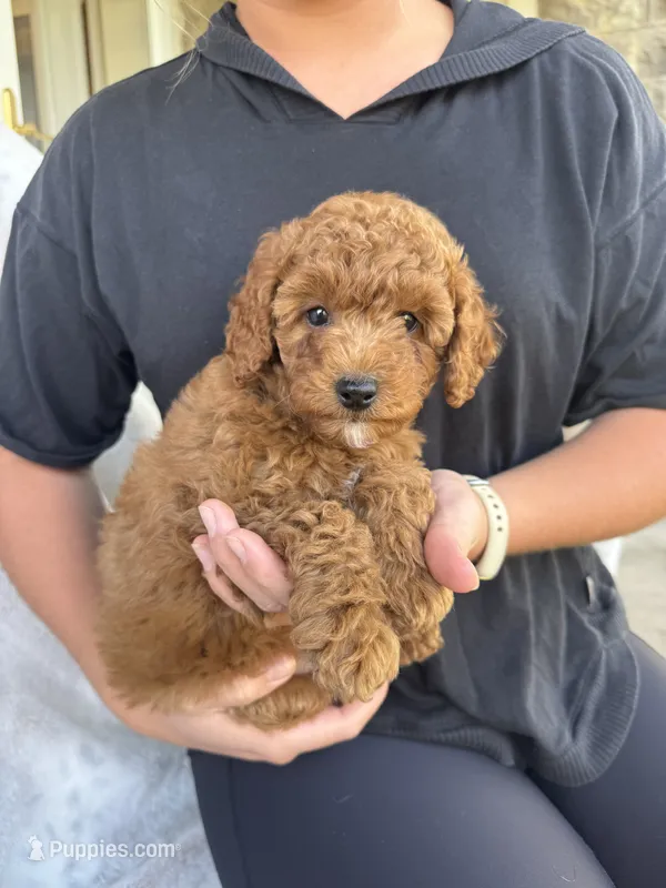 Roxy – Miniature Goldendoodle puppy for sale in Ionia, IA